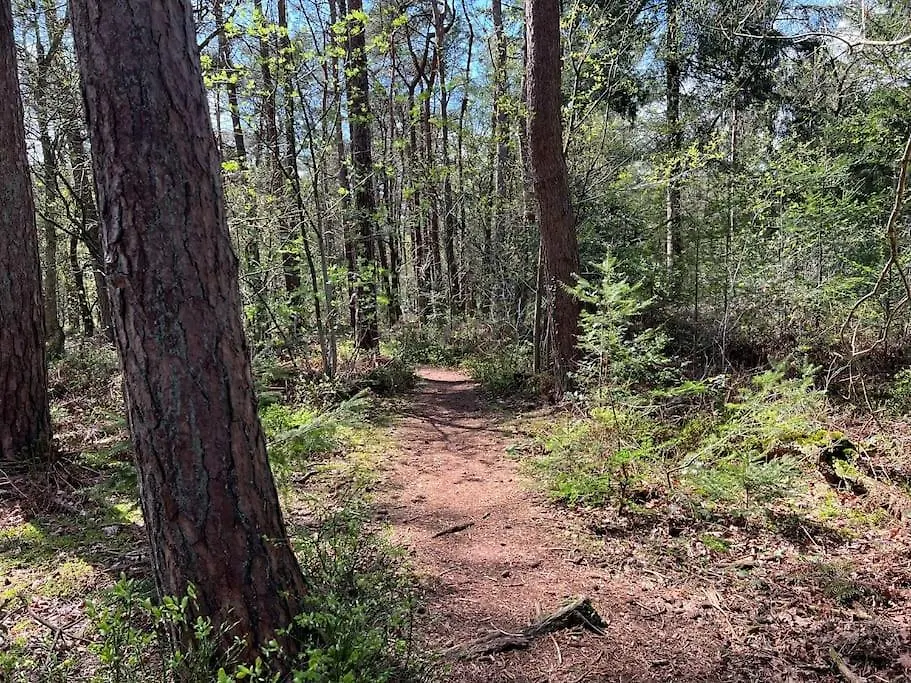 Forest Home For 2 To 8 Persons Including Hottub And Sauna-1