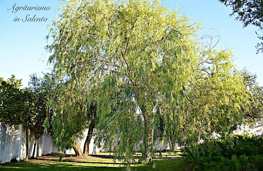Agriturismo Villa Tommaso-1