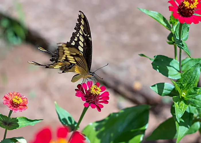 Hotel Fazenda Roseira