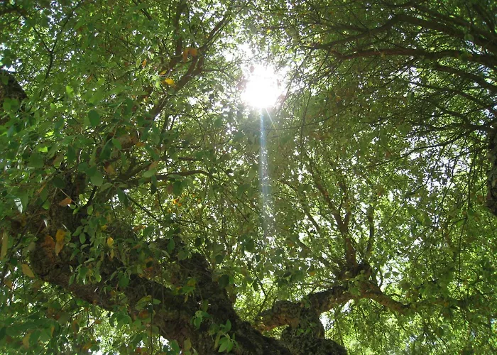  Monte Das Faias Cork Farm