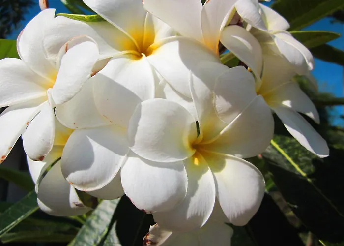 Frangipani s