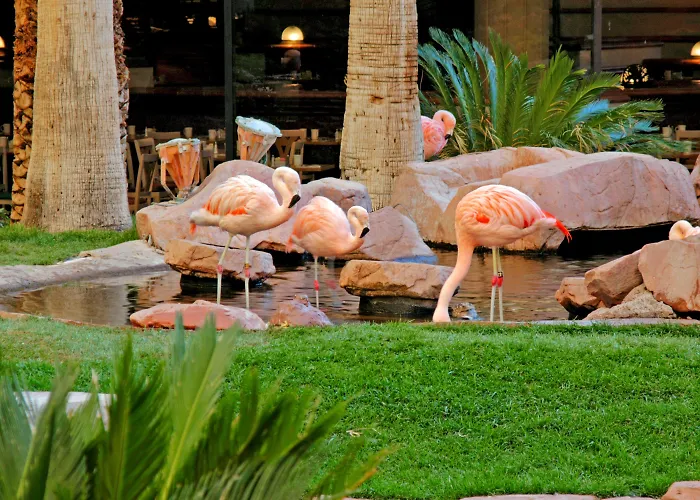 Airport Hotel: Flamingo Las Vegas Hotel & Casino